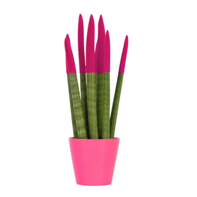 Snake Plant Velvet Touch - Sansevieria cylindrica - Height 20-40cm - Pot 9cm