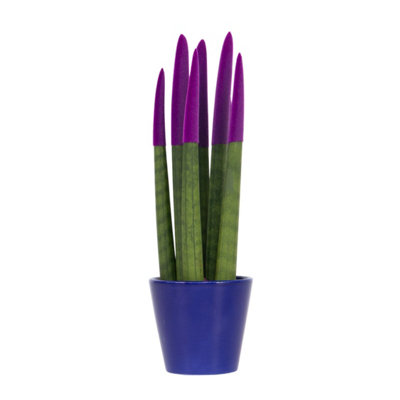 SNAKE PLANT VELVET TOUCH - SANSEVIERIA CYLINDRICA - HEIGHT 20-40CM - POT 9CM