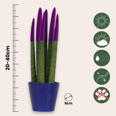 SNAKE PLANT VELVET TOUCH - SANSEVIERIA CYLINDRICA - HEIGHT 20-40CM - POT 9CM