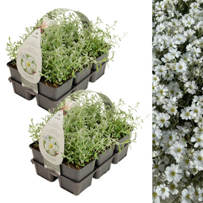 Snow in Summer Plant 12 x 9cm Pots - Spring Summer Flowering Cerastium ...