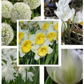Snow White Bulb Collection - Daffodil, Tulip, Anemone (1000 Bulbs Approx.)