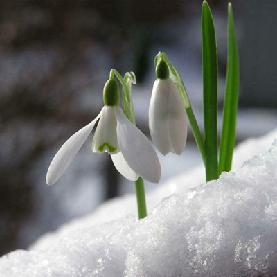 Snowdrop Collection In The Green 100 Bulbs