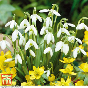 Snowdrop (Galanthus) Single Flowered In The Green 100 Bulbs