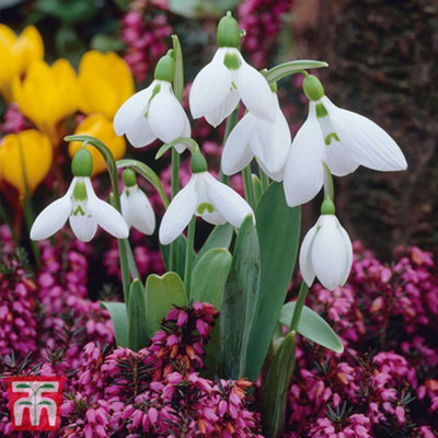 Snowdrop Giant (Galanthus elwesii) 100 Bulbs