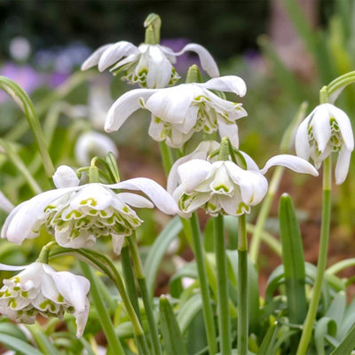 snowdrop snowdrops-double-flowered-pack