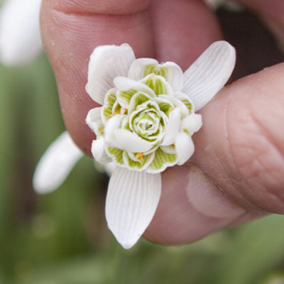 Shop Snowdrops (Double Flowered) - pack of 25 in the green