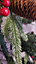 SnowTime Ontario 6ft Frost Flocked Christmas Tree With Pinecones & Berries
