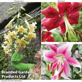 Soaring Tree Lily Collection 18 bulbs (6 of each)