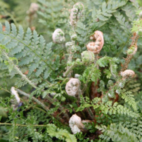 Soft Shield Fern Herrenhausen Polystichum Setiferum Outdoor Ferns Plant 2L Pot