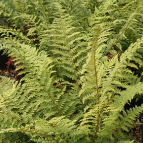 Soft Shield Fern Polystichum Setiferum Hardy Outdoor Ferns Jungle Plant 2L Pot