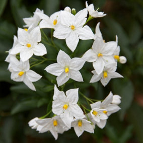 Solanum Album Garden Plant - White Blooms, Compact Growth, Medium Size (20-30cm Height Including Pot)