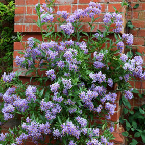 Solanum crispum Glasnevin Purple Flowering Vine Climbing Plant 60cm Cane 3L Pot