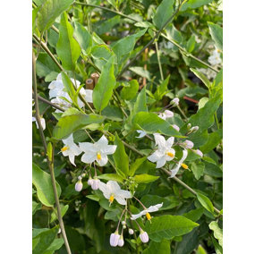 Solanum Jasminoides Alba Climbing Plant Extra Large 6ft Supplied in a 7.5 Litre Pot