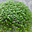 Soleirolia Helxine Green Baby's Tears Plant - Indoor Plant for Tabletop, Shelves, Windowsills, Compact Size (10-20cm)