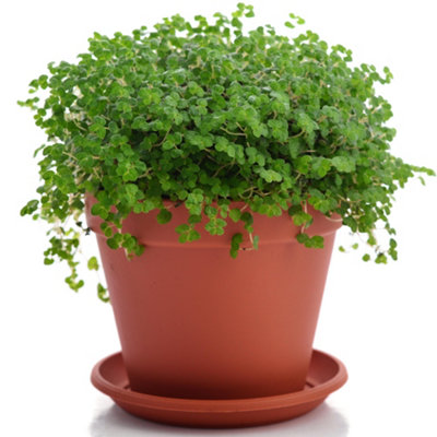 Soleirolia Helxine Verde - Lacrime D'Angelo: Pianta Da Interno Ricadente Con Fogliame Fitto, Altezza 10-20 Cm In Vaso Coltivazione - 3