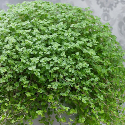 Soleirolia Helxine Verde - Lacrime D'Angelo: Pianta Da Interno Ricadente Con Fogliame Fitto, Altezza 10-20 Cm In Vaso Coltivazione - 4