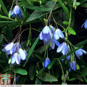 Sollya Heterophylla (Bluebell Creeper) 2.5 Litre Potted Plant x 1