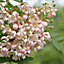 Sorbus Cashmiriana Tree - Kashmir Rowan, White Flowers and Berries, Hardy (5-6ft)