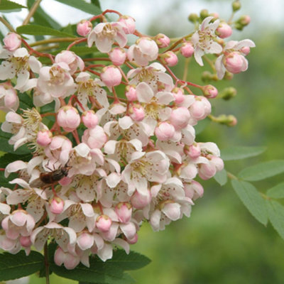 Sorbus cashmiriana  Buy White Berried Kashmir Rowan Trees