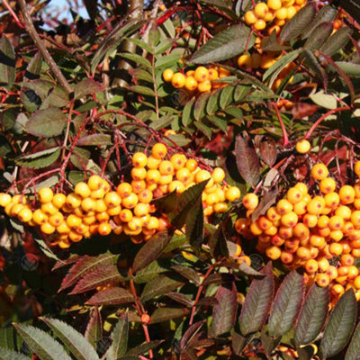 Sorbus Copper Kettle Tree - Mountain Ash, Orange Berries