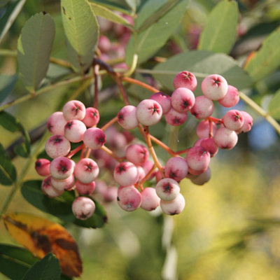 Sorbus Hupehensis Tree - Pink Hupeh Mountain Ash, Pink Berries, White Flowers, Hardy (5-6ft)