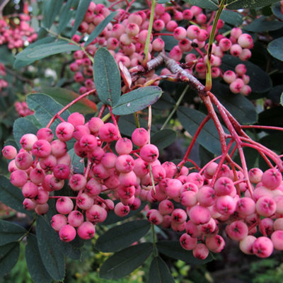 Sorbus Pink Pagoda Tree - Pink Berries, White Flowers