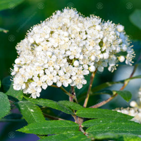 Sorbus Sheerwater Seedling Tree - Scented White Flowers, Red Berries, Mountain Ash, Hardy (5-6ft)