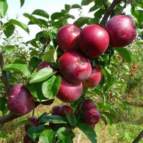 Spartan Apple Tree  3-4ft Tall, in a 6L Pot, Self-fertile,Refreshing & Sweet 3FATPIGS