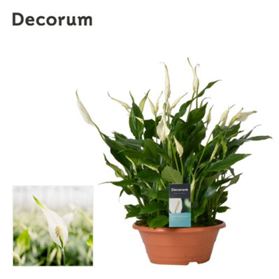 Spath Bellini, 23cm Pot Size, 45cm Tall, Peace Lily, Indoor Houseplant