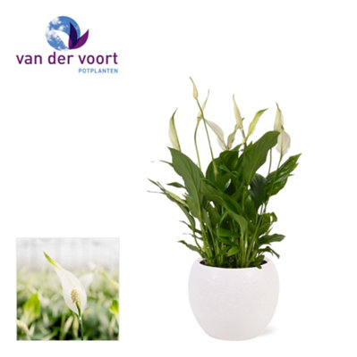 Spath Bellini Ceramic Bolpot, 13cm Pot Size, 40cm Tall, Peace Lily ...