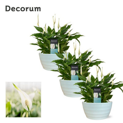 Spath Chopin Ceramic Ribana, 17cm Pot Size, 35cm Tall, Chopin Ceramic ...