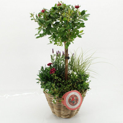 Spath Chopin Ceramic Ribana, 17cm Pot Size, 35cm Tall, Chopin Ceramic ...