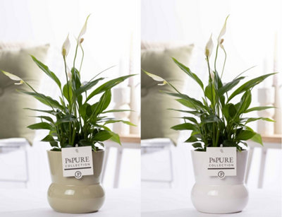 Spath Overig Ceramic Maxima, 12cm Pot Size, 35cm Tall, Peace Lily ...