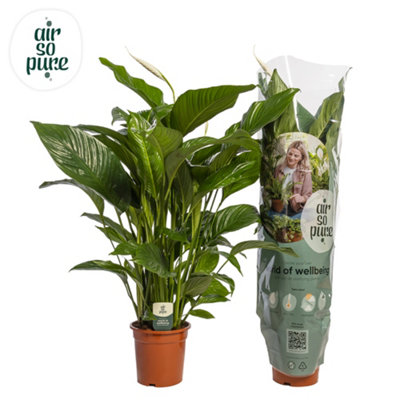 Spath Sweet Lauretta, 24cm Pot Size, 100cm Tall, Peace Lily