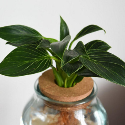giant golden pothos Giant Hawaiian Pothos