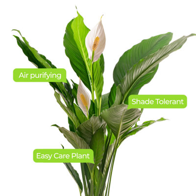 Spathiphyllum Peace Lily - Graceful and Purifying Indoor Plant for Interior Spaces (100-120cm Height Including Pot)