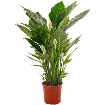 Spathiphyllum Peace Lily - Graceful and Purifying Indoor Plant for Interior Spaces (120-140cm Height Including Pot)