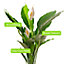 Spathiphyllum Peace Lily - Graceful and Purifying Indoor Plant for Interior Spaces (120-140cm Height Including Pot)