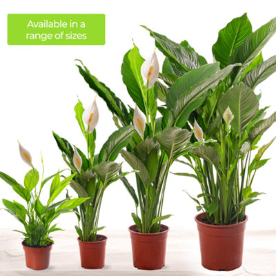 Spathiphyllum Peace Lily - Graceful and Purifying Indoor Plant for Interior Spaces (120-140cm Height Including Pot) - 4