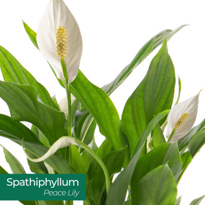 Spathiphyllum Peace Lily - Graceful and Purifying Indoor Plant for Interior Spaces (120-140cm Height Including Pot) - 5