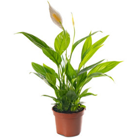 Spathiphyllum Peace Lily - Graceful and Purifying Indoor Plant for Interior Spaces (30-40cm Height Including Pot)