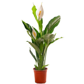 Spathiphyllum Peace Lily - Graceful and Purifying Indoor Plant for Interior Spaces (70-80cm Height Including Pot)