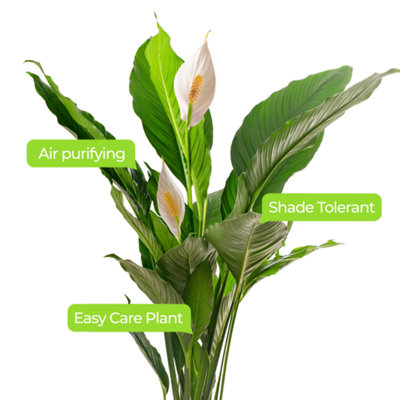 Spathiphyllum Peace Lily - Graceful and Purifying Indoor Plant for Interior Spaces (70-80cm Height Including Pot)