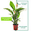 Spathiphyllum Peace Lily - Graceful and Purifying Indoor Plant for Interior Spaces (70-80cm Height Including Pot)