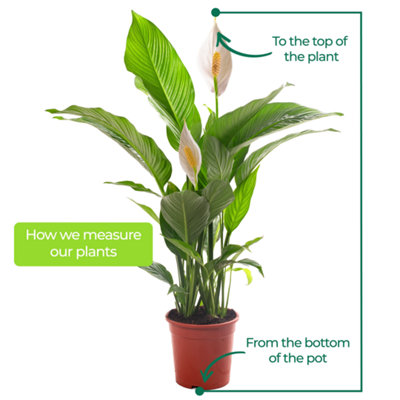 Spathiphyllum Peace Lily - Graceful and Purifying Indoor Plant for Interior Spaces (80-90cm Height Including Pot)