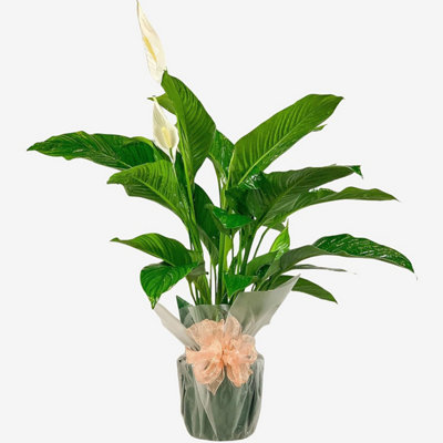 Spathiphyllum Peace Lily Houseplant Real Indoor Plant for Office, Home, Bedroom, Kitchen and Living Room