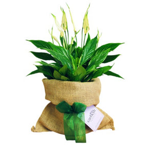 Spathiphyllum Peace Lily in Hessian Gift Wrap & Gift Card - Fantastic Plant Gift