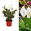Spathiphyllum Peace Lily - Indoor Plant in 9cm Pot - Ideal for Home or Office