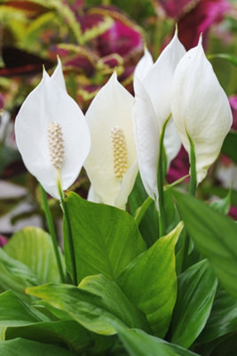 Spathiphyllum Peace Lily - Indoor Plant in 9cm Pot - Ideal for Home or Office - 3