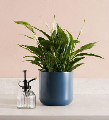 Spathiphyllum Peace Lily - Indoor Plant in 9cm Pot - Ideal for Home or Office - 4